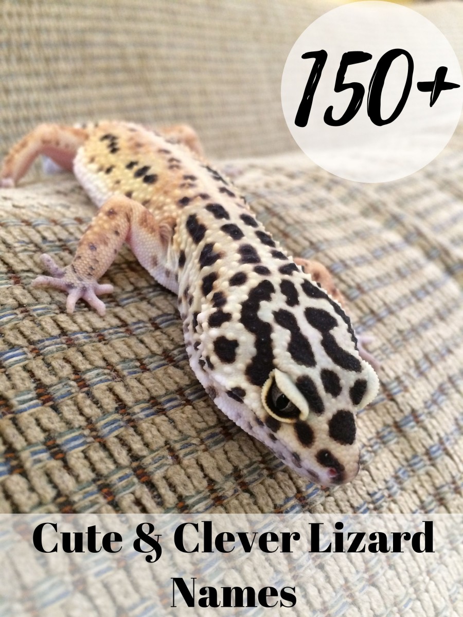 150+ Cute and Clever Names for Your Pet Lizard