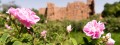 Rose Oil - The Beauty of Nature
