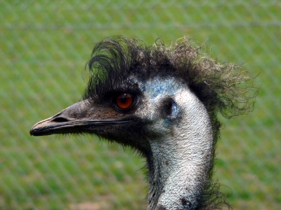 Emu                 Photo from: http://www.freedigitalphotos.net/images/photos/emu1.jpg