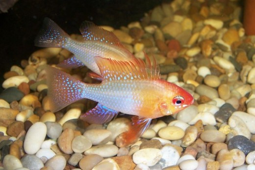 Cichlid            Photo from: http://upload.wikimedia.org/wikipedia/commons/1/1c/Gold_Ram_Cichlid.JPG