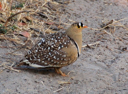 sand grouse Photo from: http://upload.wikimedia.org/wikipedia/commons/f/f9/Double-banded_Sandgrouse.JPG