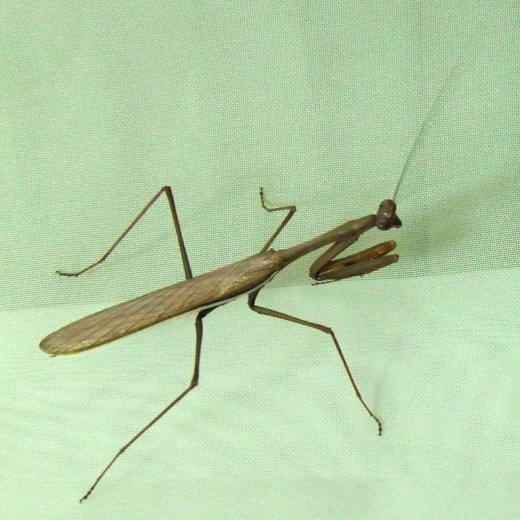 Praying mantis Photo from: http://upload.wikimedia.org/wikipedia/commons/d/d5/Australian_Praying_Mantis.jpg