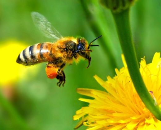 Honey bee Photo from: http://www.freewallpaperdesktopwallpaper.com/free-wallpaper-desktop-wallpaper-honey-bee-autan-picture.jpg
