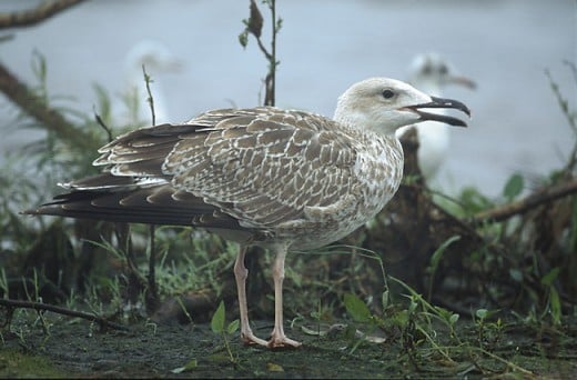 Photograph of a young Caspian Gull from Poland that was similar to the individual I saw at Cromer. Source: Marek Szczepanek via Wikimedia Commons