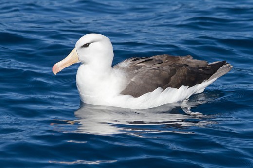 Black-browed Albatross' are widespread and common in the Southern Hemisphere but are rare visitors to the North. Whenever one appears in UK waters it causes a stir. I hope one day to see one for real. Source: JJ Harrison via Wikimedia Commons