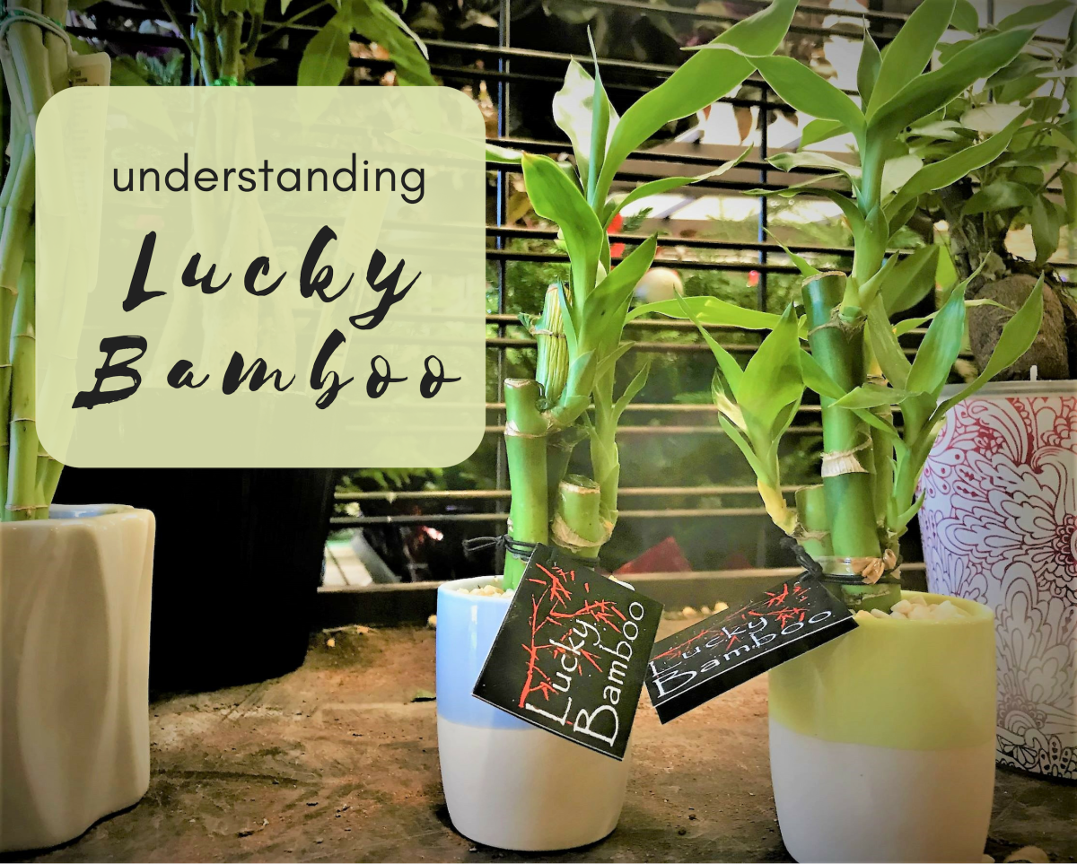 Care Growth And Meaning Of Lucky Bamboo Dengarden - the lucky bamboo lucky bamboo is an indoor plant