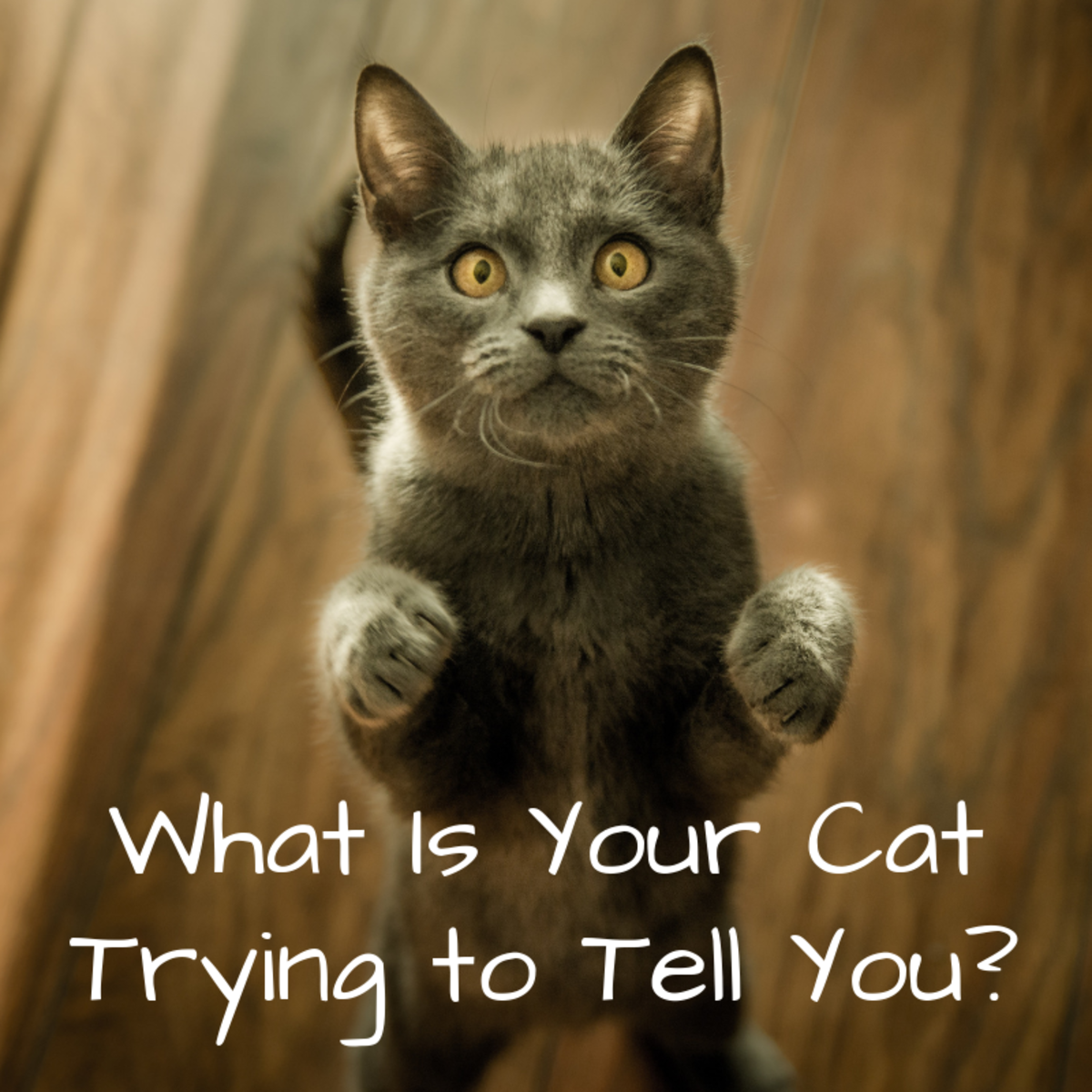 What Your Cat's Behaviors, Body Language, and Sounds Mean ...