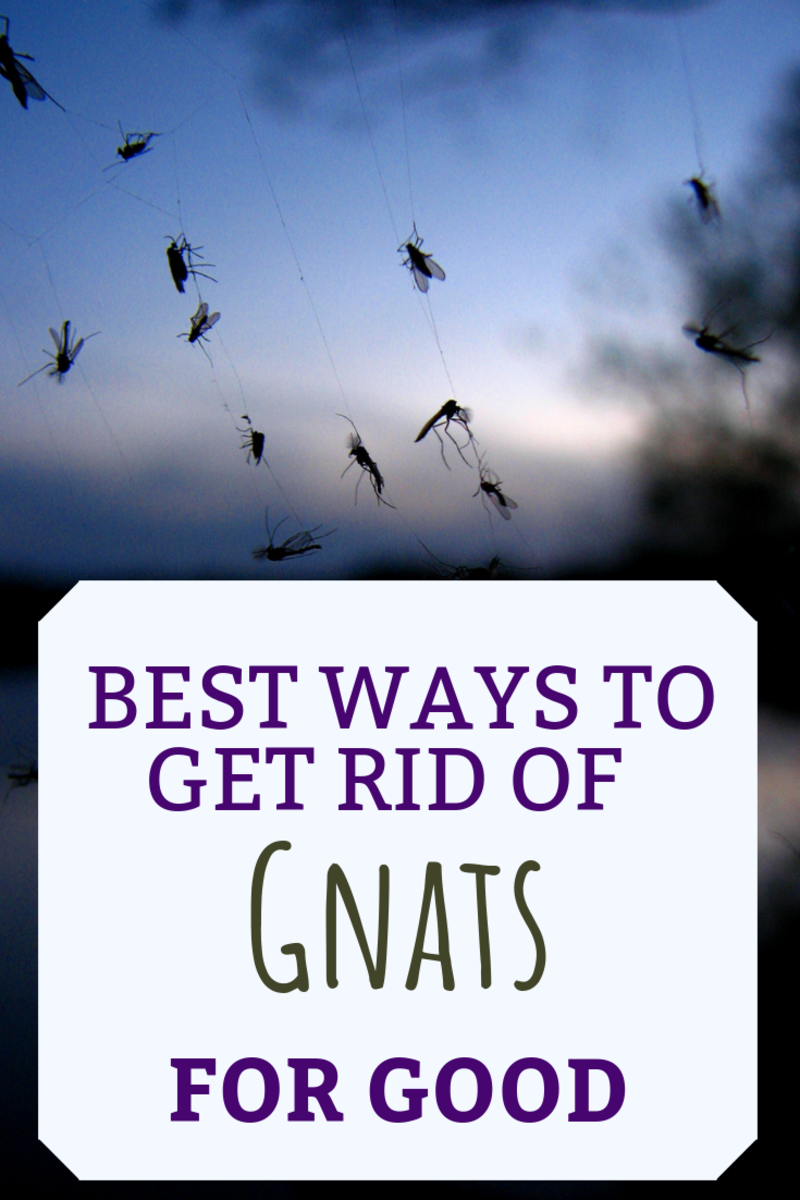 What Causes Gnats and How to Get Rid of Them | Dengarden