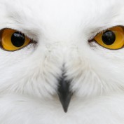 CanadaSnowyOwl profile image