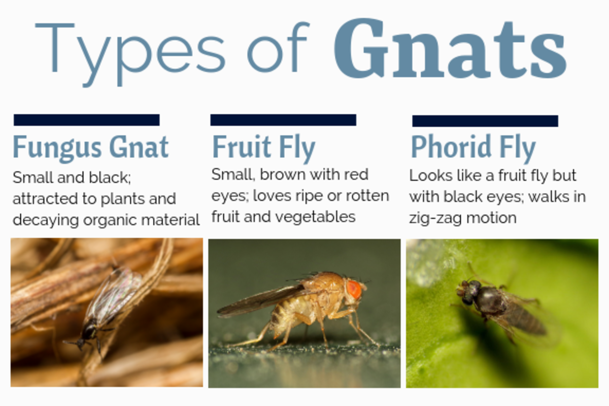 how to get rid of gnats inside your home