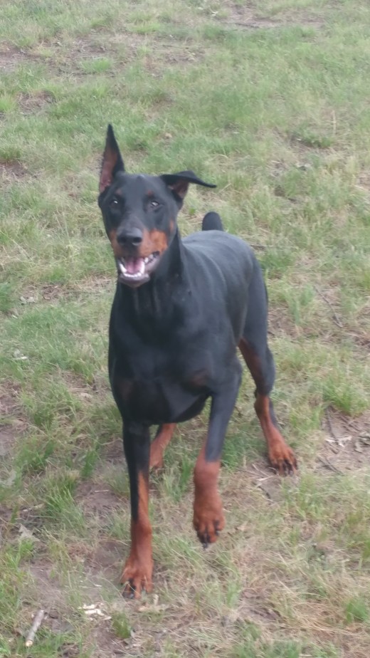 My doberman is usually okay off leash, but has been know to bark at the horses on occasion, luckily all it takes to get her attention back is a tennis ball!