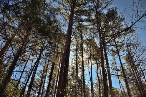 The Pine Forests