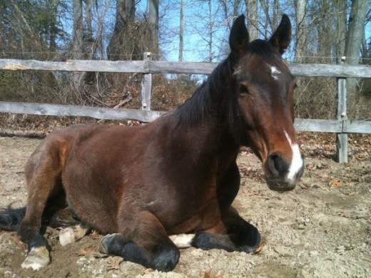 Happy as a clam, Kemerton is living the easy life now!