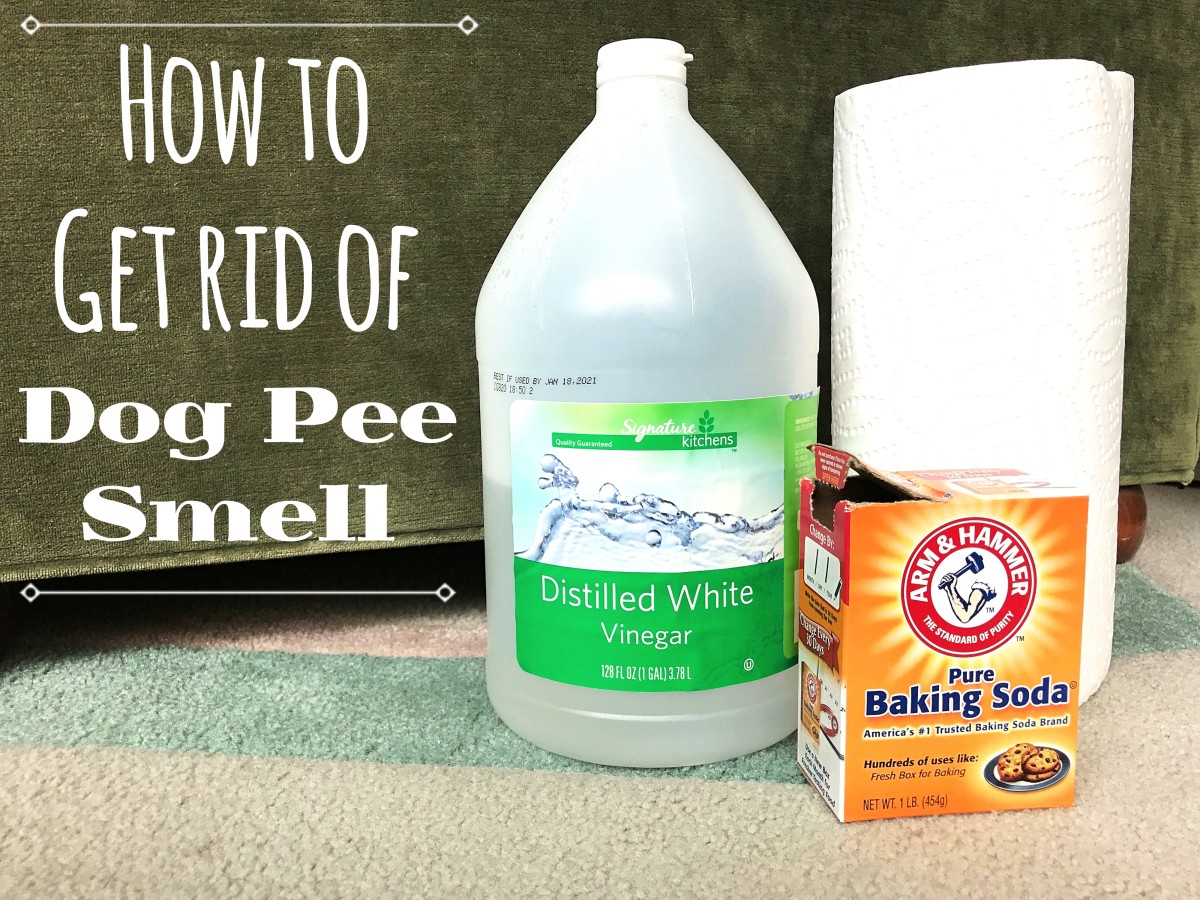 How To Remove The Odor Of Dog Urine From Carpets Dengarden