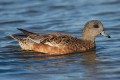 Birding Trip Report: American Wigeon at Grimley, Worcestershire 21/11/18