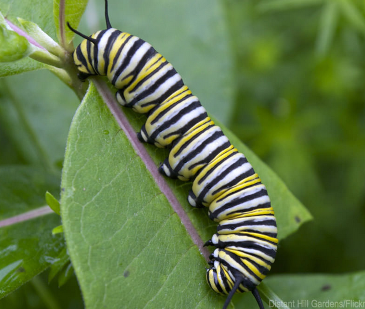caterpillar photos identification