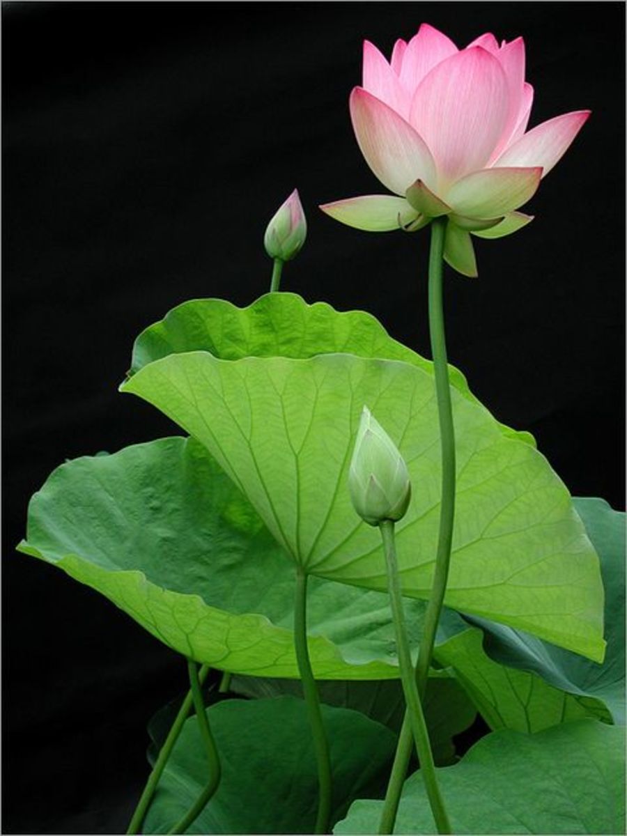 The Beautiful Lotus Plant (Nelumbo nucifera): Traditional Uses