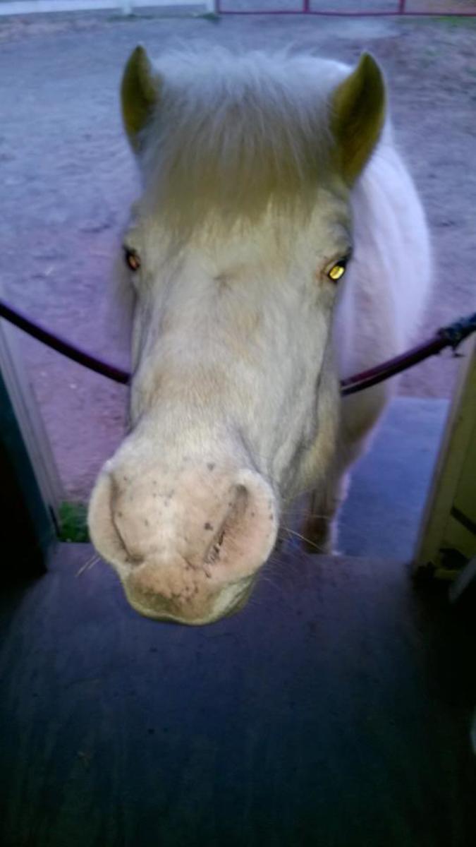 Some horses and ponies, like my Fluffer, get a bit pushy over the possibility of food or treats.