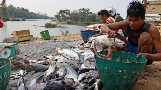 Construction of dams in Laos is threatening the livelihood of fishermen, like these shown in the southern Mekong region of Champasak.