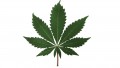 Common Sense Look at Marijuana as a Gateway Drug