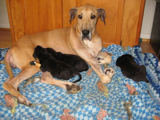 Puppies get their first lesson in bite inhibition form their mother.