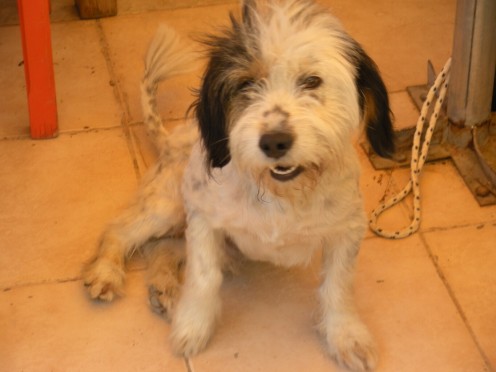 The cute little dog at the restaurant in Corinth, very well behaved around the yummy food. 