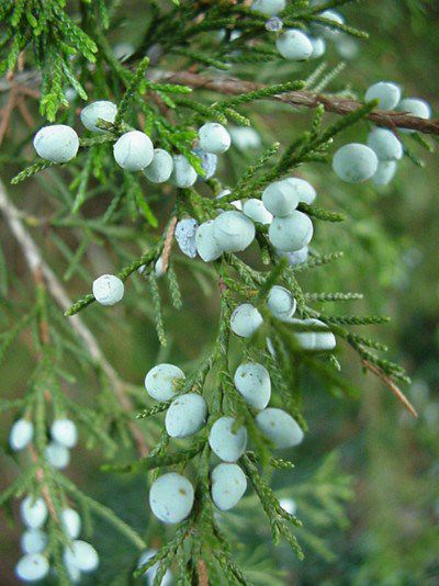 These are juniper berries, which are used both as a tonic and in cooking, to appease game-y flavor in venison. Lacking junipers, we use cedar sprigs in decorating.