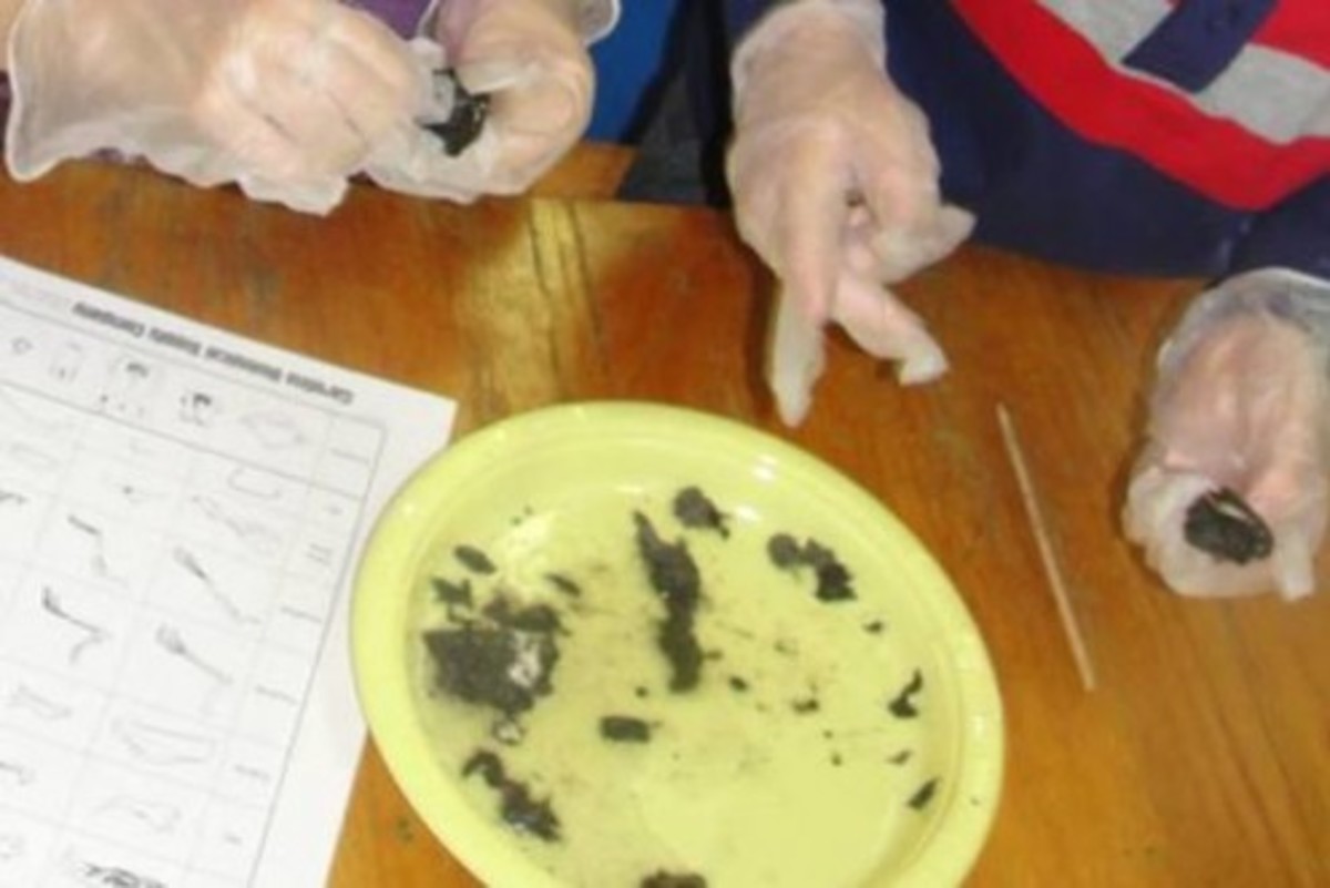 Dissecting owl pellets
