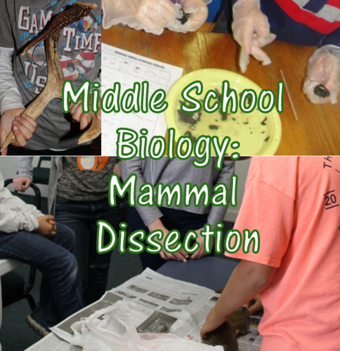 Mammal Dissection Lesson for Middle School Biology