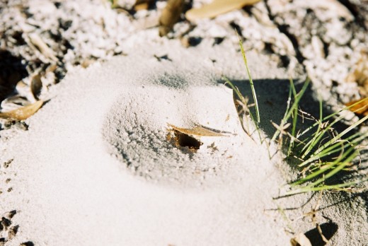 A Fire Ant hill in Florida, United States