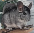 Important Facts for Owning Chinchillas