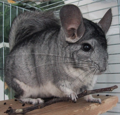 Important Facts for Owning Chinchillas Important Facts for Owning Chinchillas