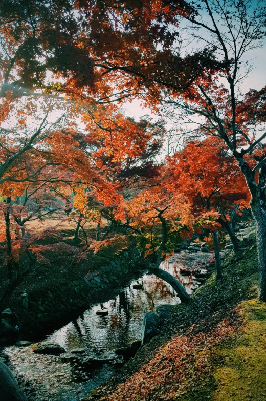 Nara Park by BOTAKYEN.