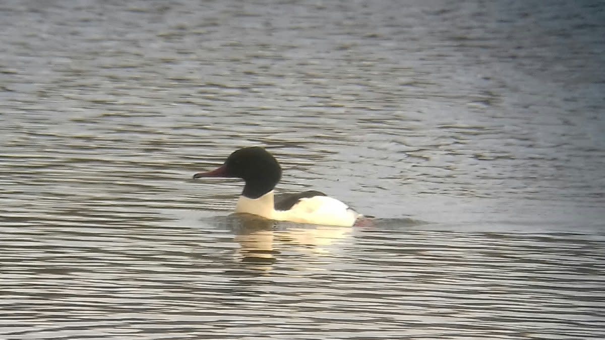 A picture of a male Goosander (Common Merganser) that showed very well on my visit to the East Marsh.