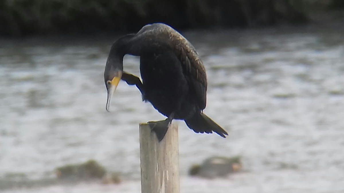 There were a fair number of Great Cormorants present, but this one was particularly photogenic.