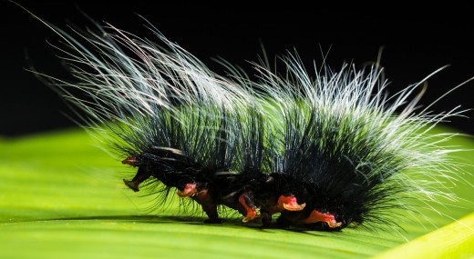 Caterpillar Facts: Questions and Answers About Caterpillars | Owlcation