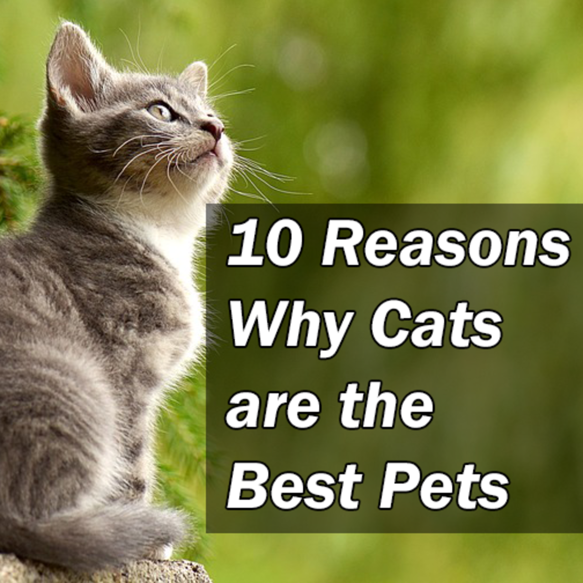 all about cats as pets