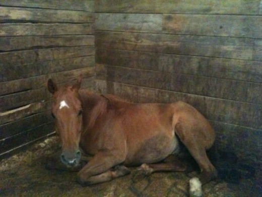 Marley napping in his stall!
