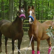 DressYourHorse profile image