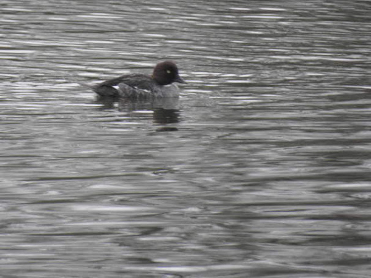 A photograph of a female Common Goldeneye that was present on both of my visits to Arrow Valley Lake.