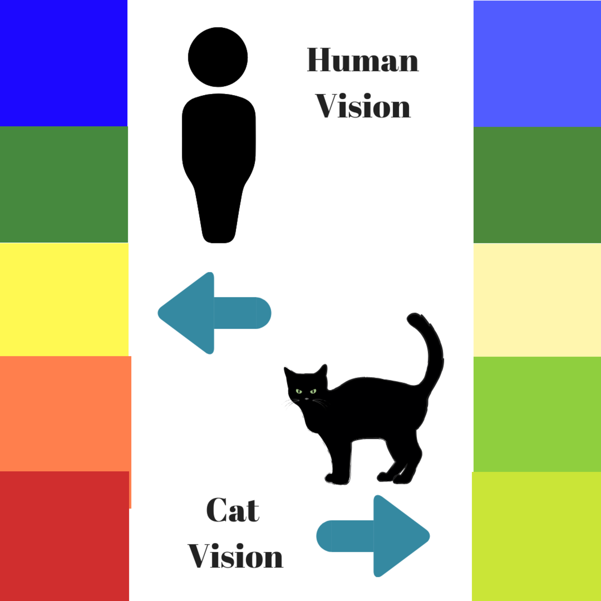 Сравнение цветов, которые видят люди и кошки.