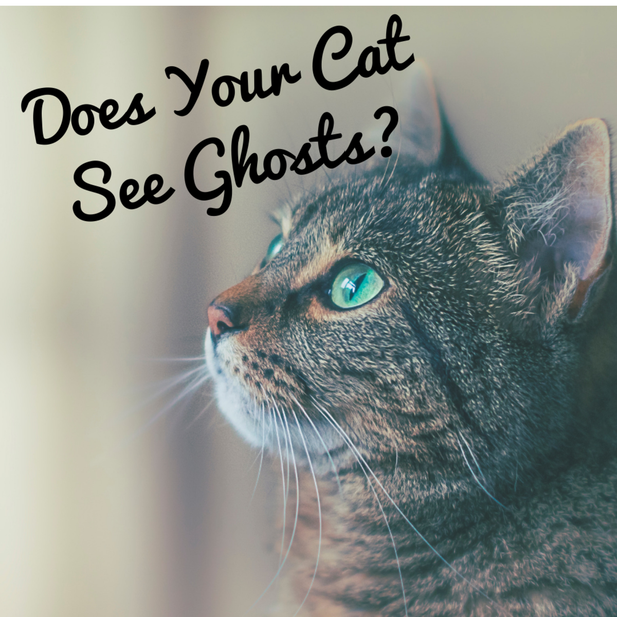 Кошки видят призраков.?