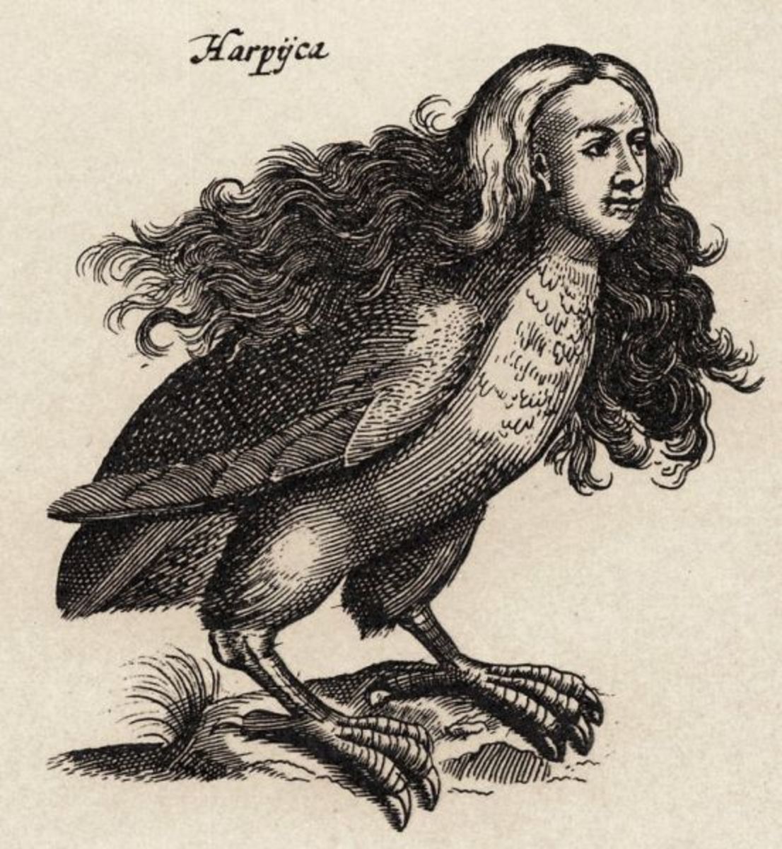 1660 Иллюстрация
Гарпия Маттиуса Мериана 