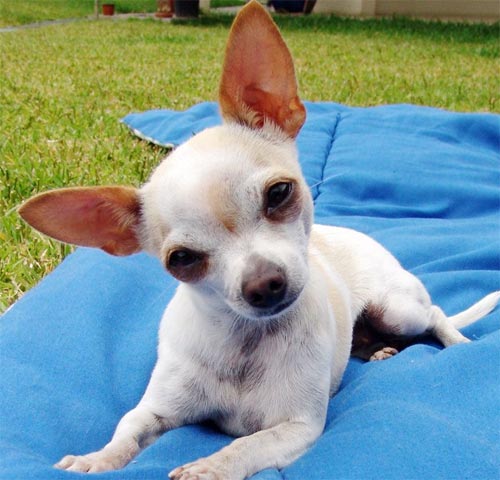 Short Hair Chihuahua