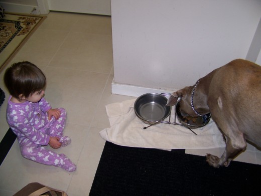 Our Daughter Learning About Dog Feeding, 2012