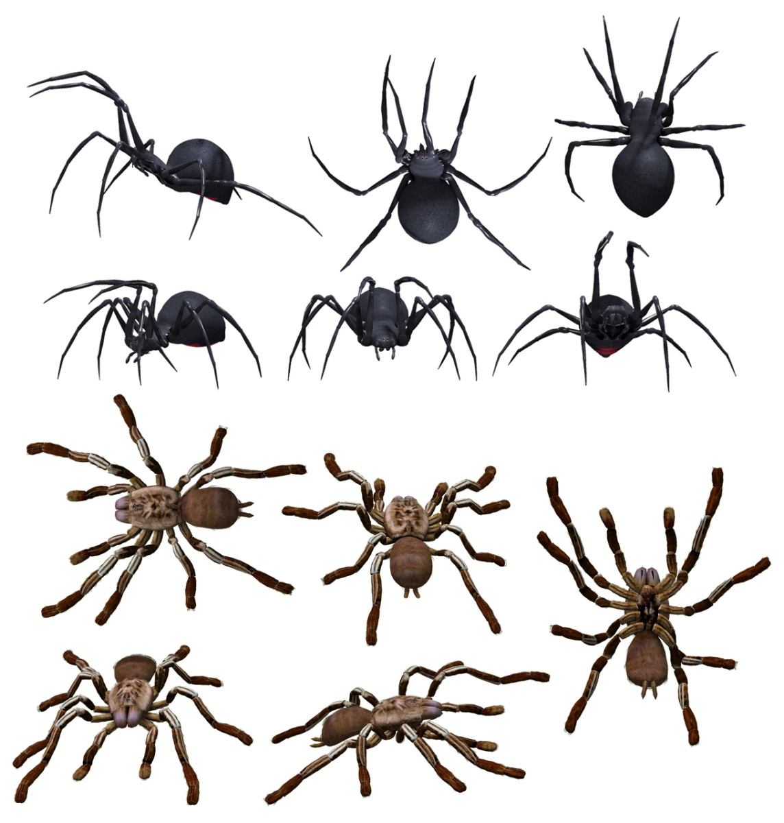 All Spiders Chart