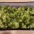 Dump your broccoli into your casserole dish and spread it out evenly.