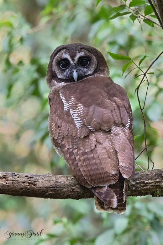 Brown Wood Owl
