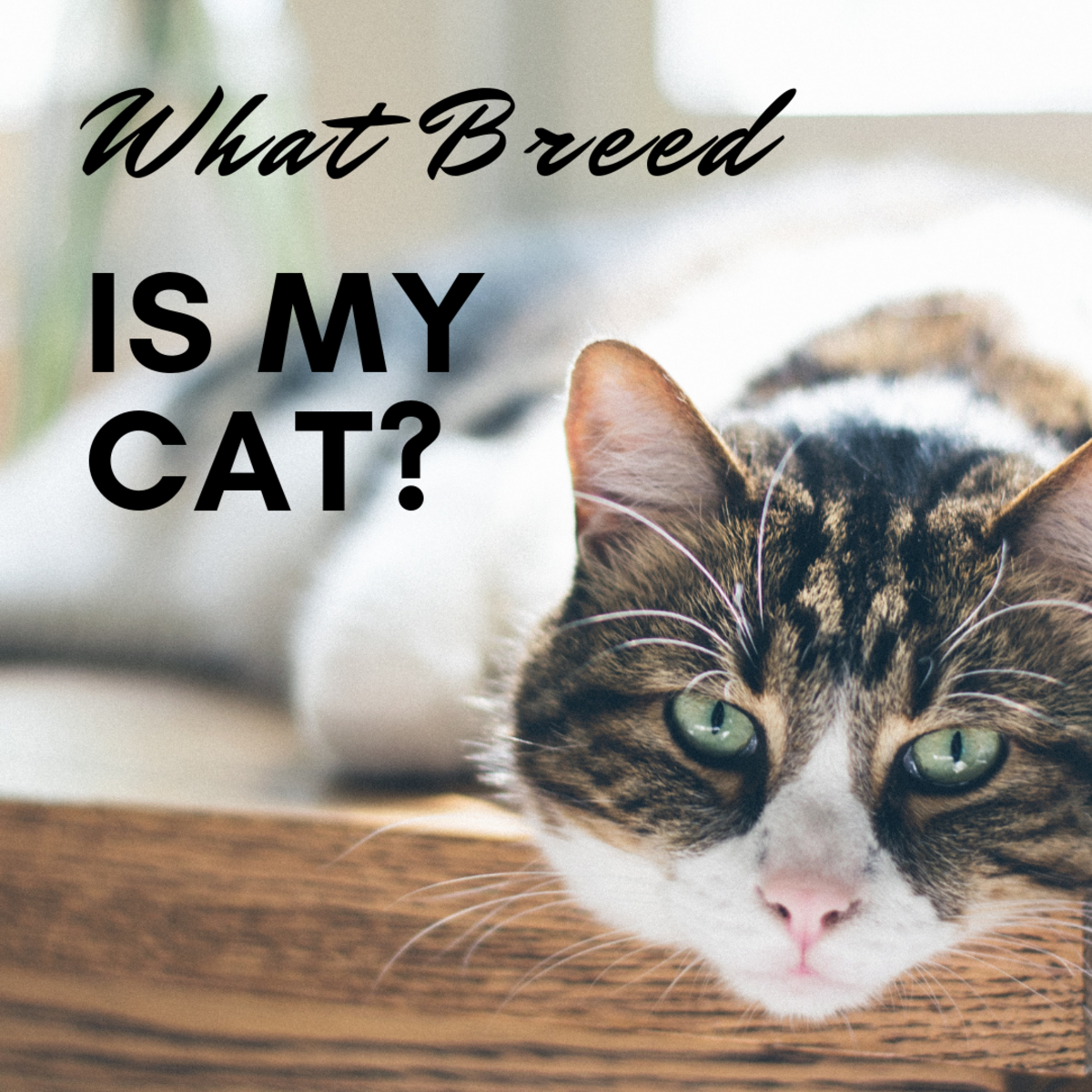 identifying cat breeds