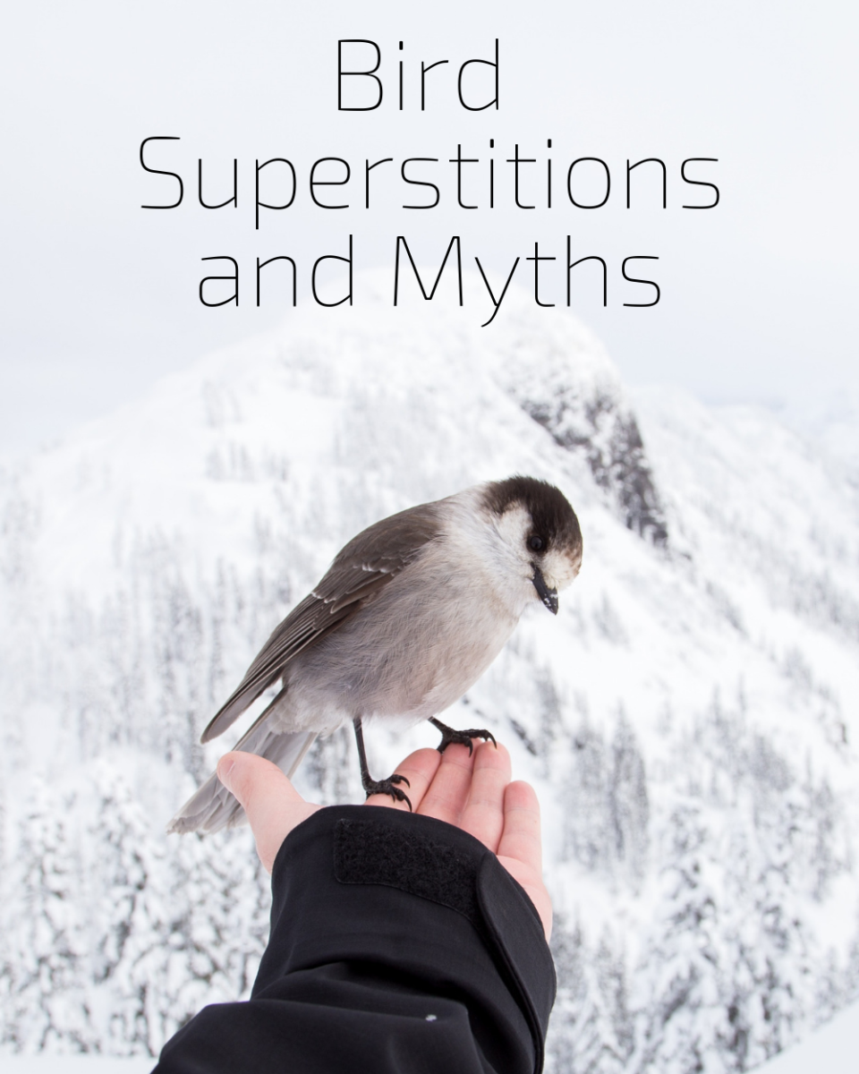 Explore Bird Superstitions And Myths Exemplore